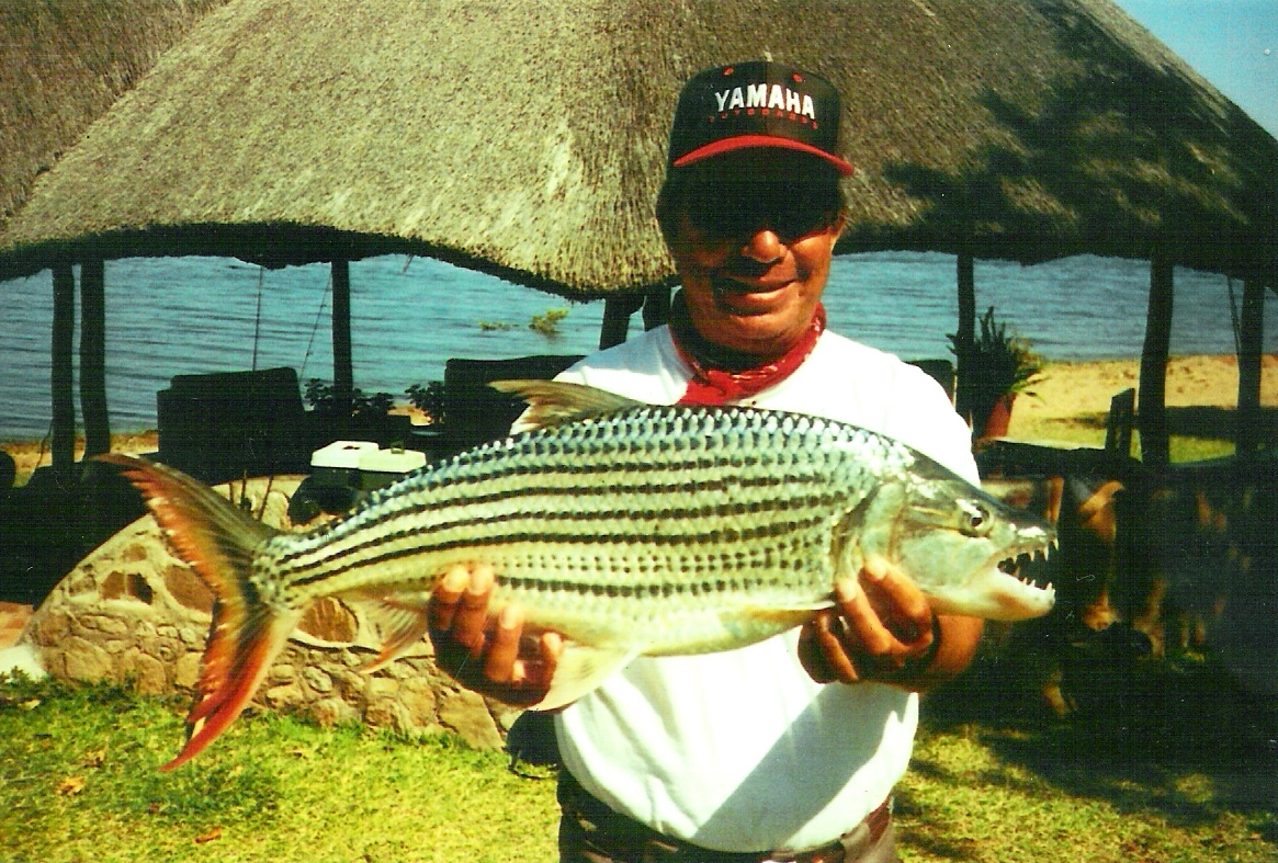 tiger fish in Zambezi River in Zimbabwe